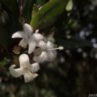 Hedyotis trimenii var. trimenii Deb & Ratna Dutta